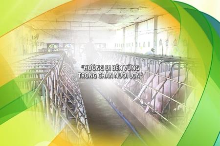 Thận trọng khi tái đàn lợn ồ ạt