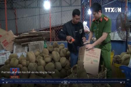 Phát hiện cơ sở tẩm hóa chất vào sầu riêng tại Gia Lai