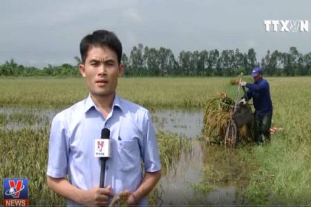 Nam Định: Hàng nghìn héc ta lúa mùa chuẩn bị thu hoạch có nguy cơ mất trắng
