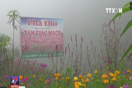 Sẽ có Wi-Fi miễn phí phục vụ lễ hội “Hoa Tam giác mạch 2017”