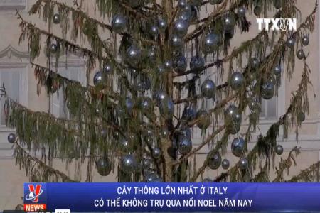 Cây thông lớn nhất ở Italy có thể sẽ không trụ nổi qua Noel năm nay