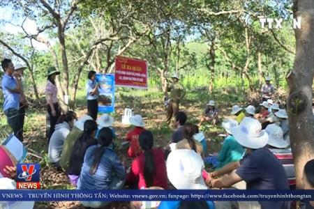 Bình Phước nỗ lực giải cứu vườn điều