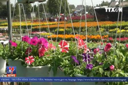 Làng hoa Sa Đéc nhộn nhịp vào xuân