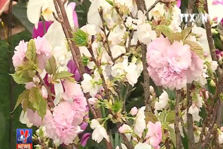 Hoa anh đào Nhật Bản khoe sắc giữa Thủ đô Hà Nội