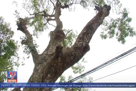 Nhiều cây xanh ở Hà Nội bị chặt trụi