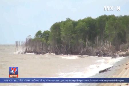 Biển xâm thực, “nuốt chửng” dần rừng phòng hộ Tiền Giang