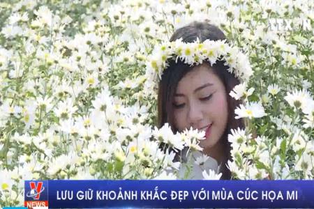 Cúc họa mi – loài hoa gọi mùa đông về