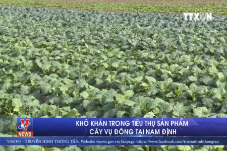Khó khăn trong tiêu thụ sản phẩm cây vụ đông tại Nam Định