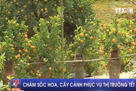 Chăm sóc hoa, cây cảnh phục vụ thị trường Tết