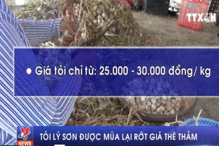 Tỏi Lý Sơn được mùa lại rớt giá thê thảm