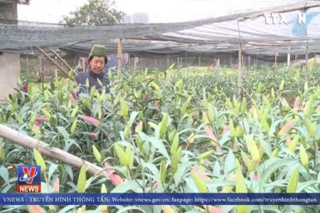 Hoa Ly nở sớm, nông dân bán giá rẻ