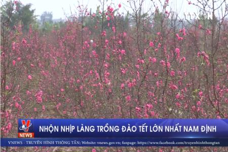 Nhộn nhịp làng trồng đào tết lớn nhất Nam Định