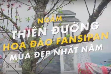 Fansipan: Trẩy hội khèn hoa, ngắm hoa đào quý