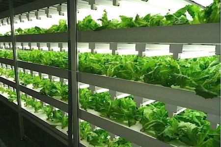 Trồng rau không cần ánh sáng mặt trời