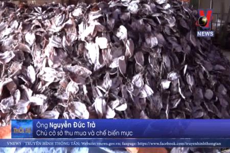 Hàng nghìn tấn mực của Quảng Ngãi khó tiêu thụ