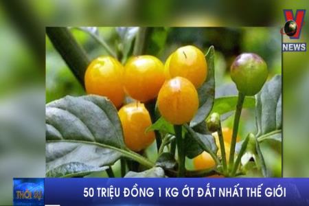 50 triệu đồng một kg ớt đắt nhất thế giới
