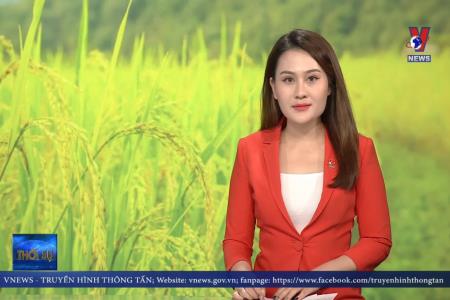 Gạo ST25 bày bán tại Hà Nội là mạo danh