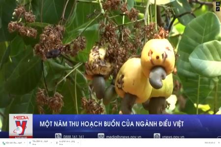 Một năm thu hoạch buồn của ngành điều Việt