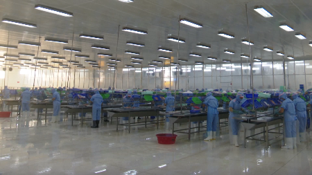 Xuất khẩu cá tra thuận lợi ngay từ đầu năm mới