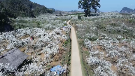  Hoa mận nở trắng trên cao nguyên Mộc Châu