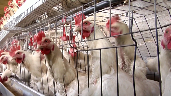 WHO gặp khó khăn trong việc trao đổi với Mỹ về cúm gia cầm