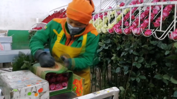 Ecuador xuất khẩu lượng hoa kỷ lục dịp lễ Valentine