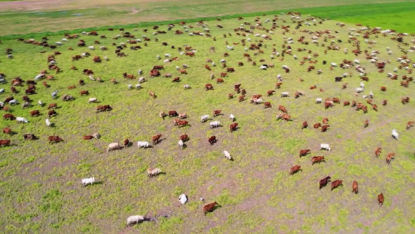  Doanh nghiệp Việt Nam đầu tư dự án nông nghiệp quy mô lớn tại Campuchia