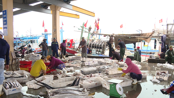 Ngư dân tấp nập vươn khơi