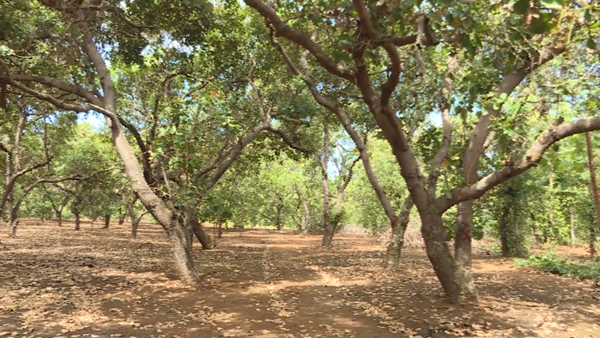 Nguồn thu bấp bênh, người dân Bình Phước chặt bỏ cây điều