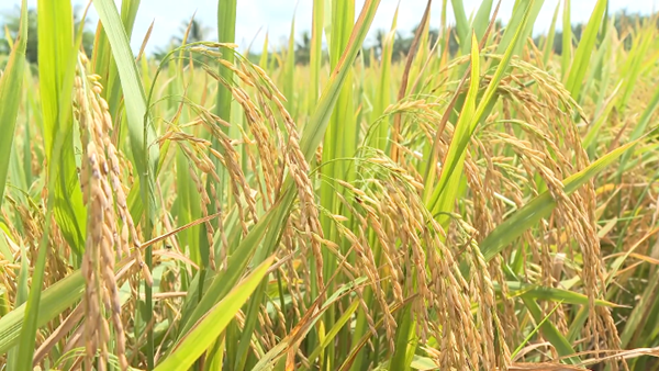 Đảm bảo cân đối cung cầu lúa gạo, ứng phó diễn biến thị trường