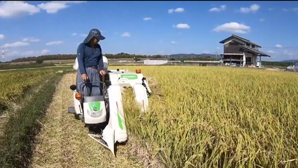  Nhật Bản đặt mục tiêu tăng gấp 8 lần xuất khẩu gạo vào năm 2030