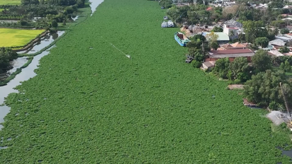  Lục bình dày đặc trên sông Vàm Cỏ Đông