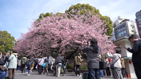  Mùa anh đào nở sớm tại Tokyo, Nhật Bản