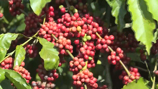 Xuất khẩu cà phê hướng tới kỷ lục 8 – 10 tỷ USD