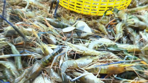 Giá tôm Cà Mau giảm mạnh sau khi Mỹ công bố mức thuế 46%