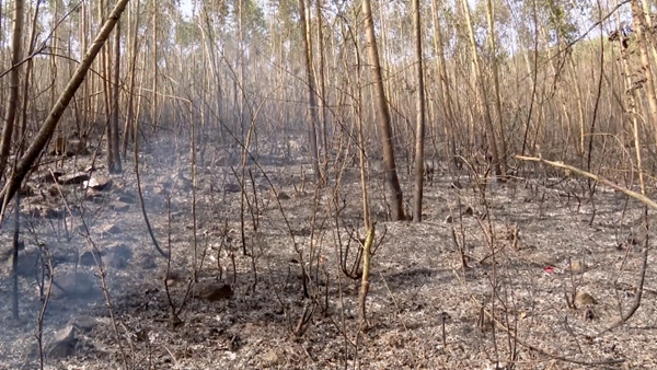 Cơ bản dập tắt cháy rừng ở Tam Đảo, Vĩnh Phúc