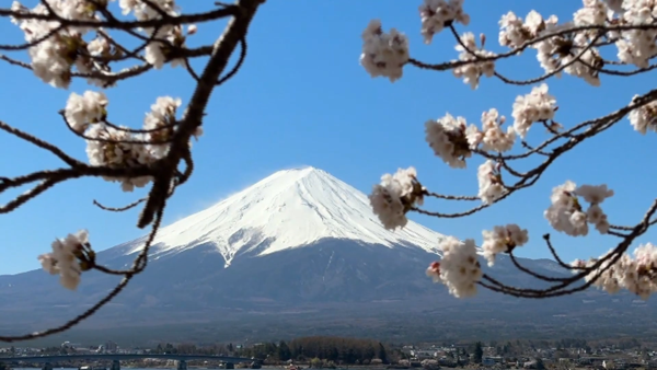 Hoa anh đào và núi Phú Sĩ – vẻ đẹp của thiên nhiên Nhật Bản