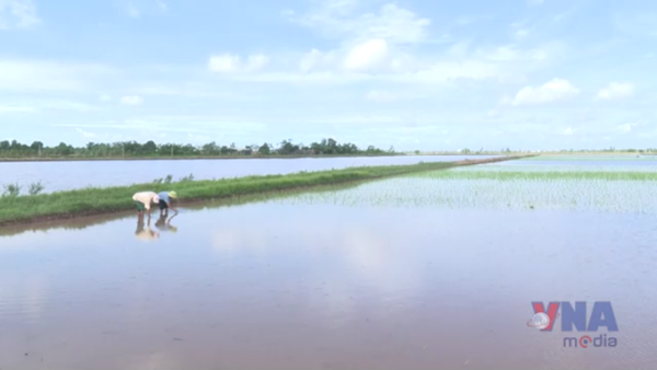 Hưng Yên tập trung các biện pháp tiêu úng cho lúa
