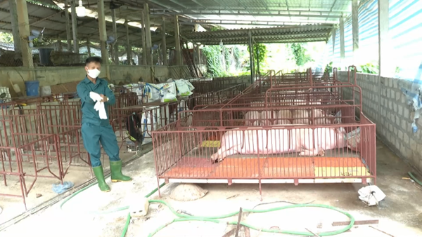 Tuyên Quang quyết chống dịch tả lợn châu Phi