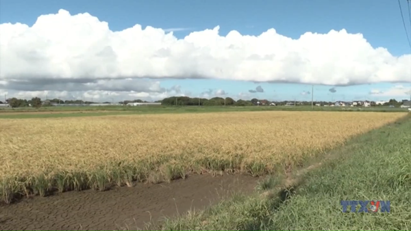 Nhật Bản: Nắng nóng đe dọa mùa màng khiến giá lương thực tăng cao