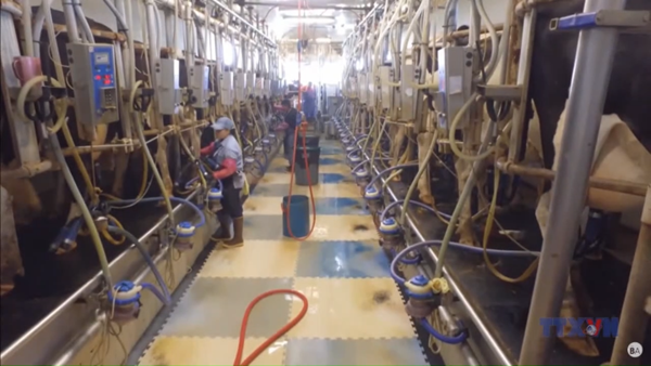 Bang Florida (Mỹ) ban hành cảnh báo sữa nhiễm khuẩn