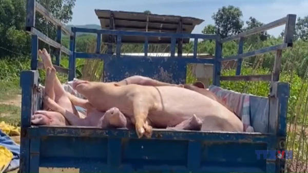 Đà Nẵng quyết liệt dập dịch ở địa phương có đàn gia súc lớn