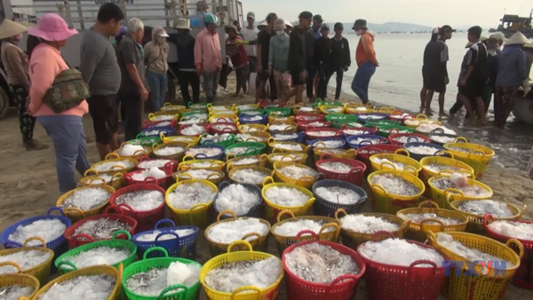 Ngư dân các địa phương ven biển Lâm Đồng trúng đậm cá cơm