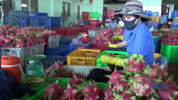 Lâm Đồng giám sát mã số vùng trồng thanh long xuất khẩu