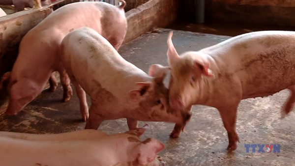 Ninh Bình quyết liệt ngăn chặn dịch tả lợn châu Phi diễn biến phức tạp