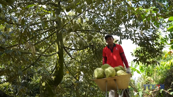 Giải pháp căn cơ lấy lại đà tăng trưởng cho ngành hàng tỷ đô
