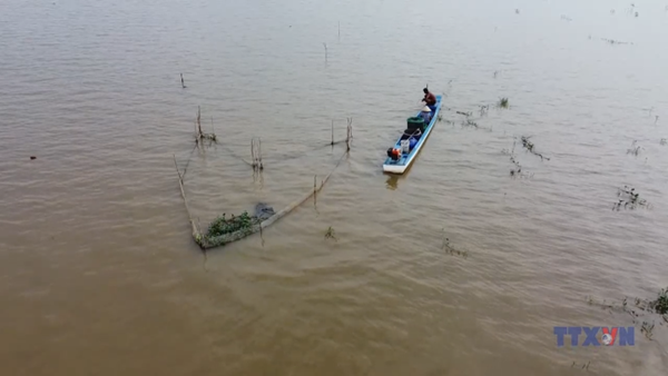Lũ về, nông dân Đồng Tháp nhộn nhịp nghề “ăn theo” con nước