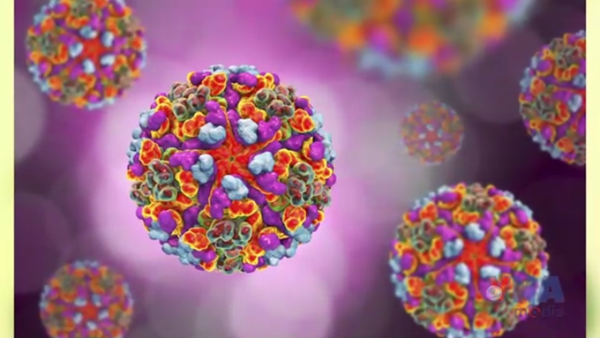 Bộ Y tế bác tin ghi nhận ca mắc Chikungunya