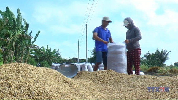 Cà Mau hỗ trợ nông dân tiêu thụ vụ lúa hè thu