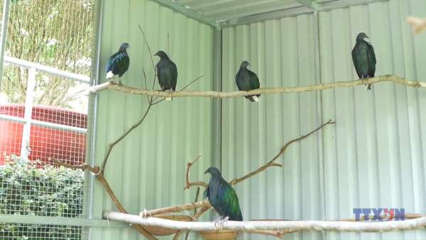 VQG Côn Đảo tiếp nhận, chăm sóc 5 cá thể Bồ câu Nicoba quý hiếm